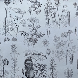 May include: Detailed black and white botanical illustration featuring various plant species. The image showcases detailed drawings of flowers, roots, leaves, and seeds, providing a comprehensive visual guide to different plant structures and types.