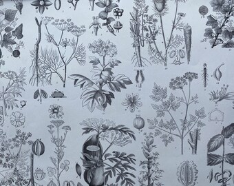 1869 Botany Large Original Antique Illustration - Sedum, Sempervivum, Ivy, Hydrangea, Redcurrant -Botanical Art - Mounted and Matted