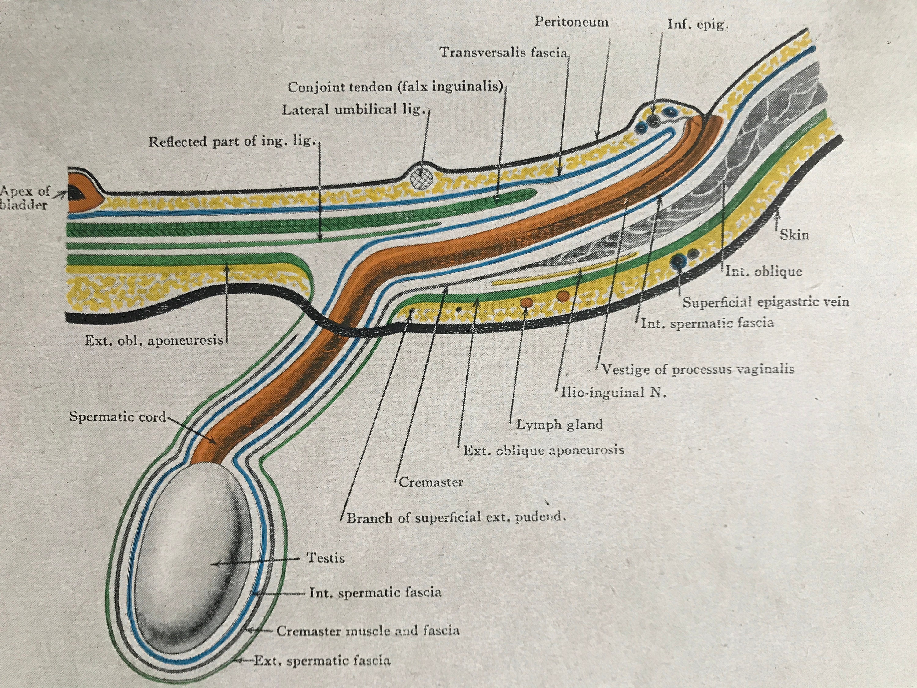 Inguinal Canal Anatomy Male Orifice Inguinal Anatomie UGLD