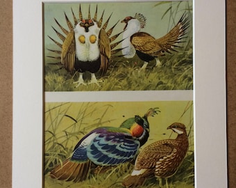 1968 Original Vintage Bird Print - Mounted and Matted - Greater Sage Grouse and Himalayan Monal - Ornithology - Available Framed