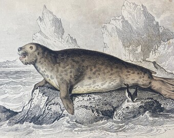 1839 Phoca Proboscidea or Sea Elephant - Female Original Antique Hand-Coloured Engraving - Seal - Jardine - Marine Wildlife