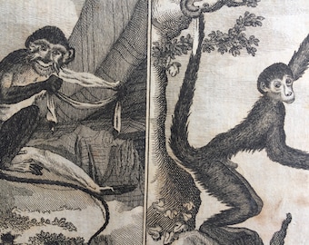 1775 Original Antique Copper Engraving - Talapoin and The Coaita - Count de Buffon - Monkey - Zoology - Decorative Art - Natural History