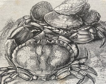 1863 Edible Crab Original Antique Print - Crustacean - Ocean Wildlife - Mounted and Matted - Available Framed