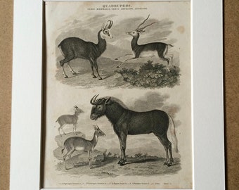 1819 Original Antique Engraving - Antelope and Wildebeest Species - Mammal - Wildlife Decor - Natural History - Available Matted and Framed