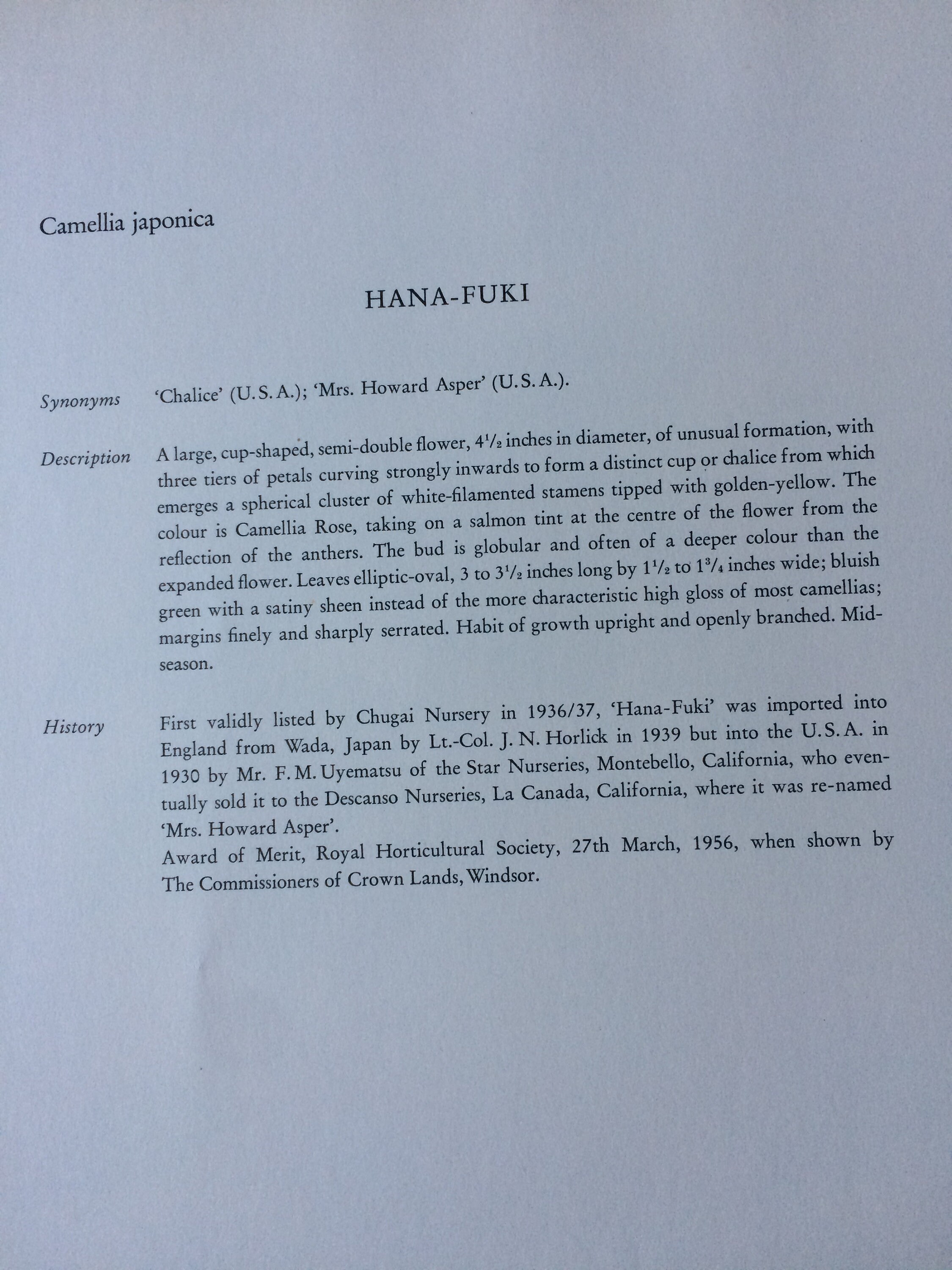 1956 Camellia Japonica 'HanaFuki' original vintage print Paul Jones painting reproduction