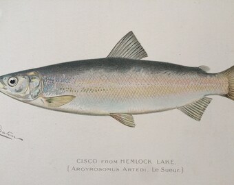 1902 Cisco from Hemlock Original Antique Print - S. F. Denton - Fishing Gift - Available Framed