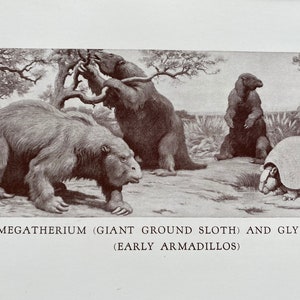 May include: A monochrome illustration depicting prehistoric creatures: giant ground sloths and early armadillos. Several sloths are shown, one reaching for a branch. An armadillo is also present in the image, which is a historical depiction.