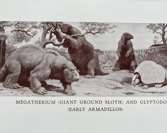 1935 Megatherium (Giant Ground Sloth) and Glyptodons (Early Armadillos) Original Antique Print - Prehistoric Illustration - Available Framed
