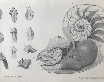 1858 Original Antique Engraving - Rhyncholites & Nautilus Pompilius - Geology - Fossil - Palaeontology