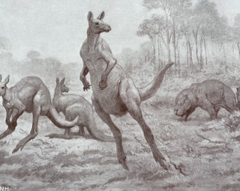 1935 Giant Kangaroos and Wombats Original Antique Print - Prehistoric Era - Mounted and Matted - Available Framed