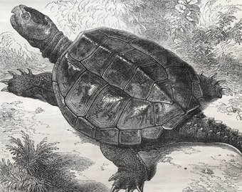 c.1860 Original Antique Print - The Alligator Tortoise - Wildlife - Natural History - Mounted and Matted - Available Framed