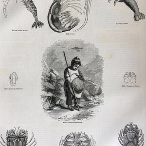 1856年 大型オリジナルアンティーク彫刻 - 甲殻類、エビ、クルマエビ、貝類、海洋生物 - 壁装飾