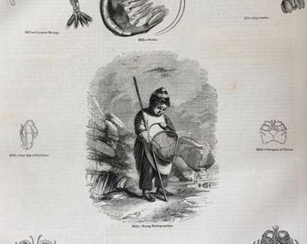 1856 Large Original Antique Engraving - Crustacean, Shrimp, Prawn, Shrimp-Catcher, Shellfish, Marine Wildlife - Wall Decor
