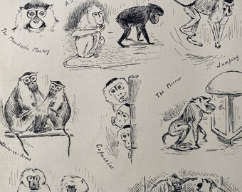 1910 Sketches at the Monkey House Original Antique Print - Animal Cartoon - Victorian Art - Available Framed