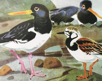 1968 Eurasian Oystercatcher and Ruddy Turnstone Original Vintage Print - Mounted and Matted - Available Framed - Ornithology - Bird Art