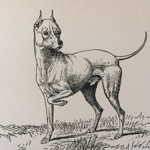 Illustration originale de chien blanc de terrier anglais de 1900 - art animalier - dessin de chien - art mural décoratif - art encadré - idée cadeau