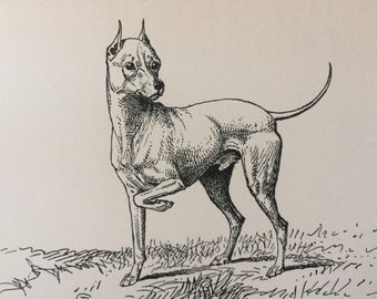 1900 White English Terrier Original Vintage Dog Illustration - Animal Art - Dog Drawing - Decorative Wall Art - Framed Art - Gift Idea