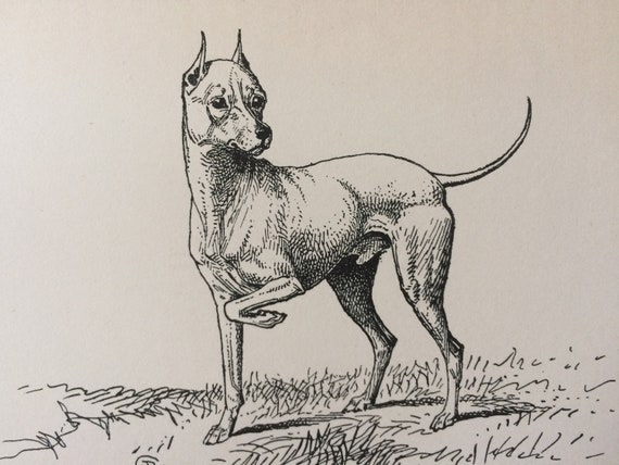 1900年頃 ホワイト・イングリッシュ・テリア オリジナルヴィンテージ犬