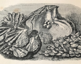 1863 Pearl Oyster Original Antique Print - Fish - Ocean Wildlife - Mounted and Matted - Available Framed