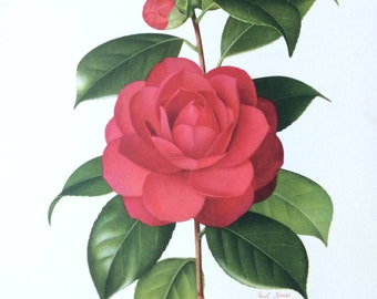 1956 Camellia Japonica 'Grand Sultan' original vintage print - Paul Jones painting reproduction - Botanical print