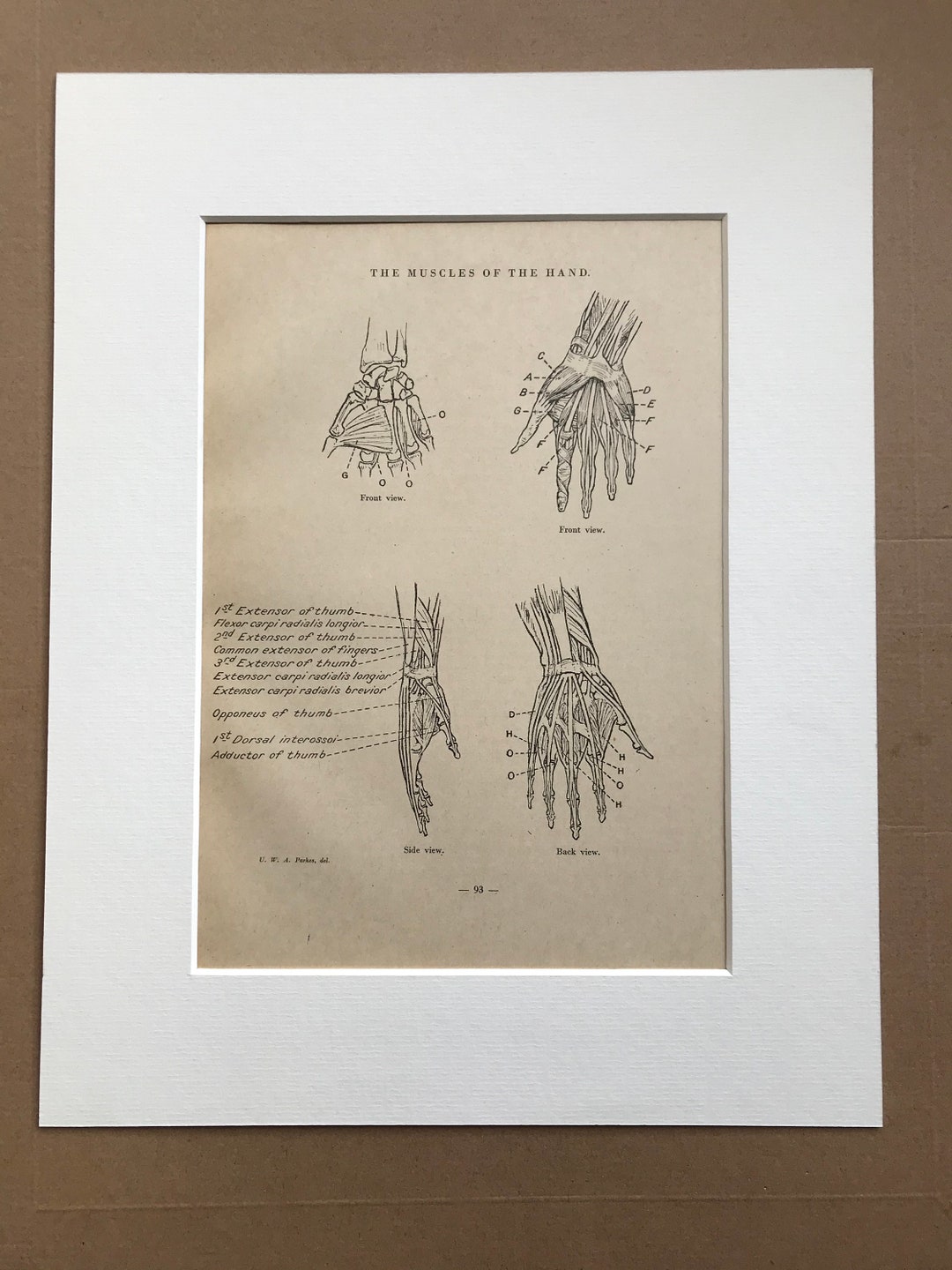 1949 the Muscles of the Hand Original Vintage Print Anatomy - Etsy