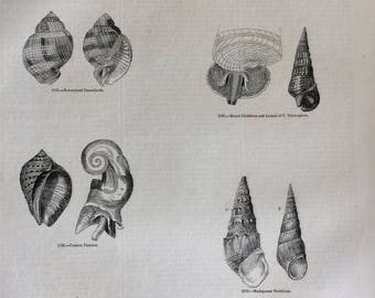 1856 Large Original Antique Sea Shell Engraving - Shellfish - Conchology - Marine Wildlife - Wall Decor - Home Decor - Marine Decor