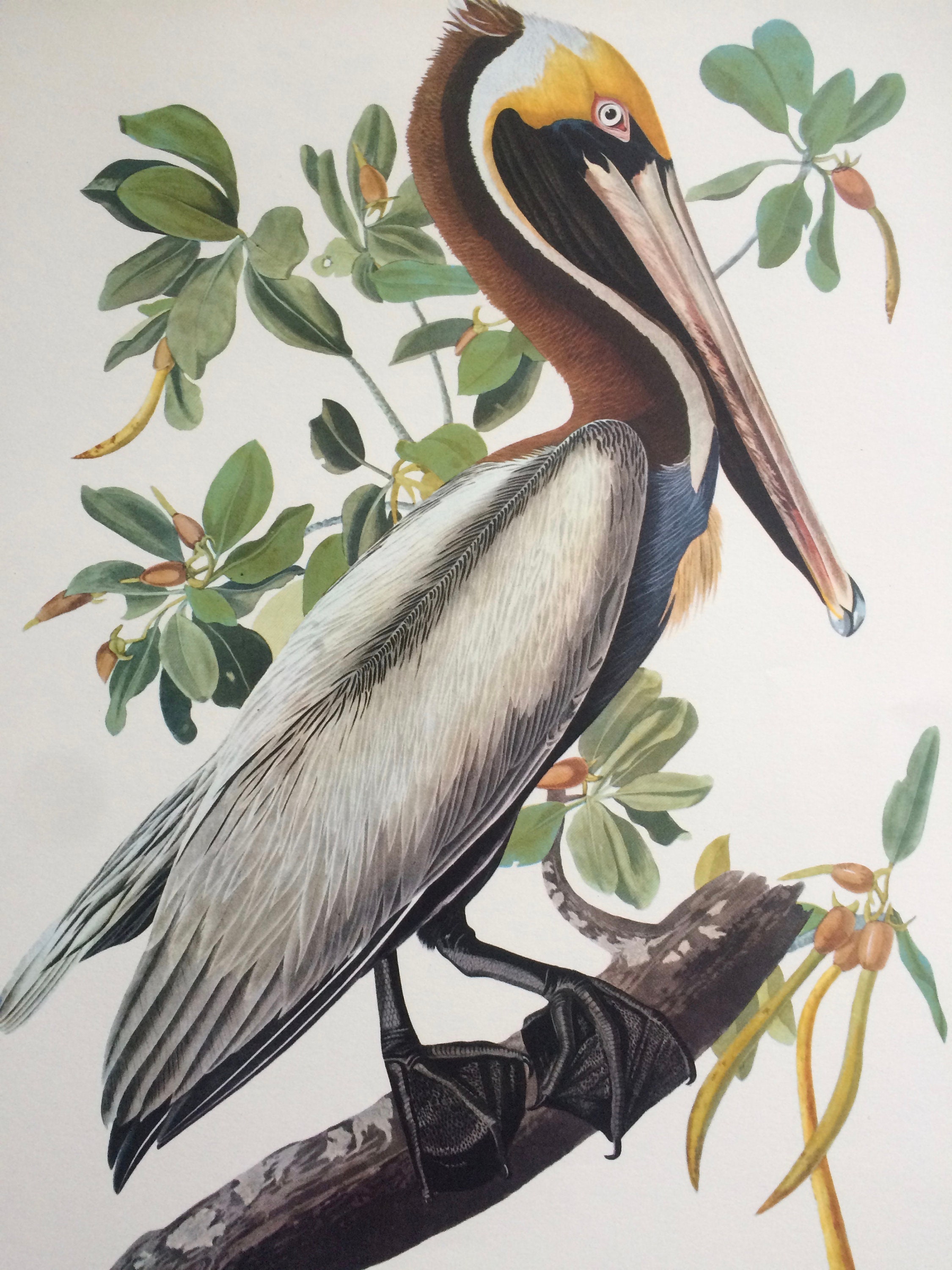 BROWN PELICAN Large Original Vintage 1964 Audubon Print, 14 x 17 inches