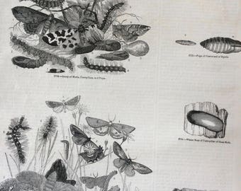 1856 Large Original Antique Engraving - Goat Moth, Caterpillar Nest, Pupa of Cossus of Egeria - Lepidoptera - Entomology - Wall Decor