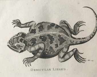 1802 Orbicular Lizard Original Antique Engraving - Natural History - Zoology - Reptile - Available Matted and Framed