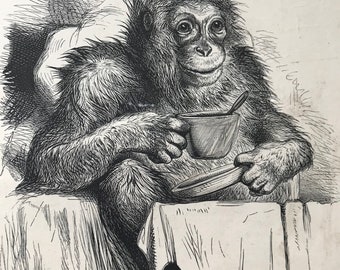 1867 A Customer at a Coffee-Stall Original Antique Print - Monkey Illustration - Animal Art - Mounted and Matted - Available Framed