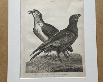 1810 The Griffard Eagle and the Boatman Original Antique Copperplate Engraving - Ornithology - Available Framed