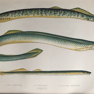 1877 Sea Lamprey, Lampern and Silver Lamprey Original Antique Print - Fish - Fishing - Marine Decor - Mounted and Matted - Available Framed