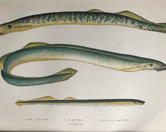 1877 Sea Lamprey, Lampern and Silver Lamprey Original Antique Print - Fish - Fishing - Marine Decor - Mounted and Matted - Available Framed