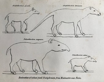 1858 Original Antique Engraving - Restoration of extinct fossil Pachydermata from Montmartre - Geology - Fossil - Palaeontology