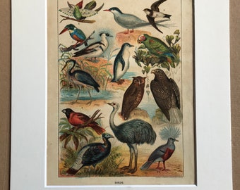 c.1860 Original Antique Print - Birds (Hummingbird Kingfisher Swift Penguin Parrot Heron Owl Eagle Pheasant Pigeon) - Available Framed