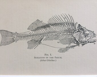 1904 Skeleton of the Perch Original Antique Matted Print - Fish - Fishing - Angling - Freshwater Fish - Wall Decor - Available Framed