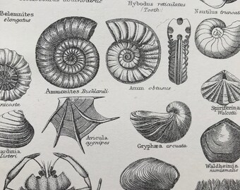 1913 Liassic Fossils - Lower Lias Original Antique Print - Geology - Mounted and Matted - Available Framed