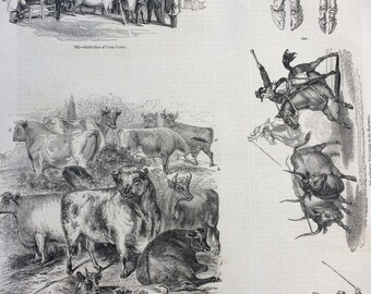 1856 Large Original Antique Engraving - Farming, Agriculture, Exhibition of Prize Cattle, English Short-horned Cattle, Wild Cattle