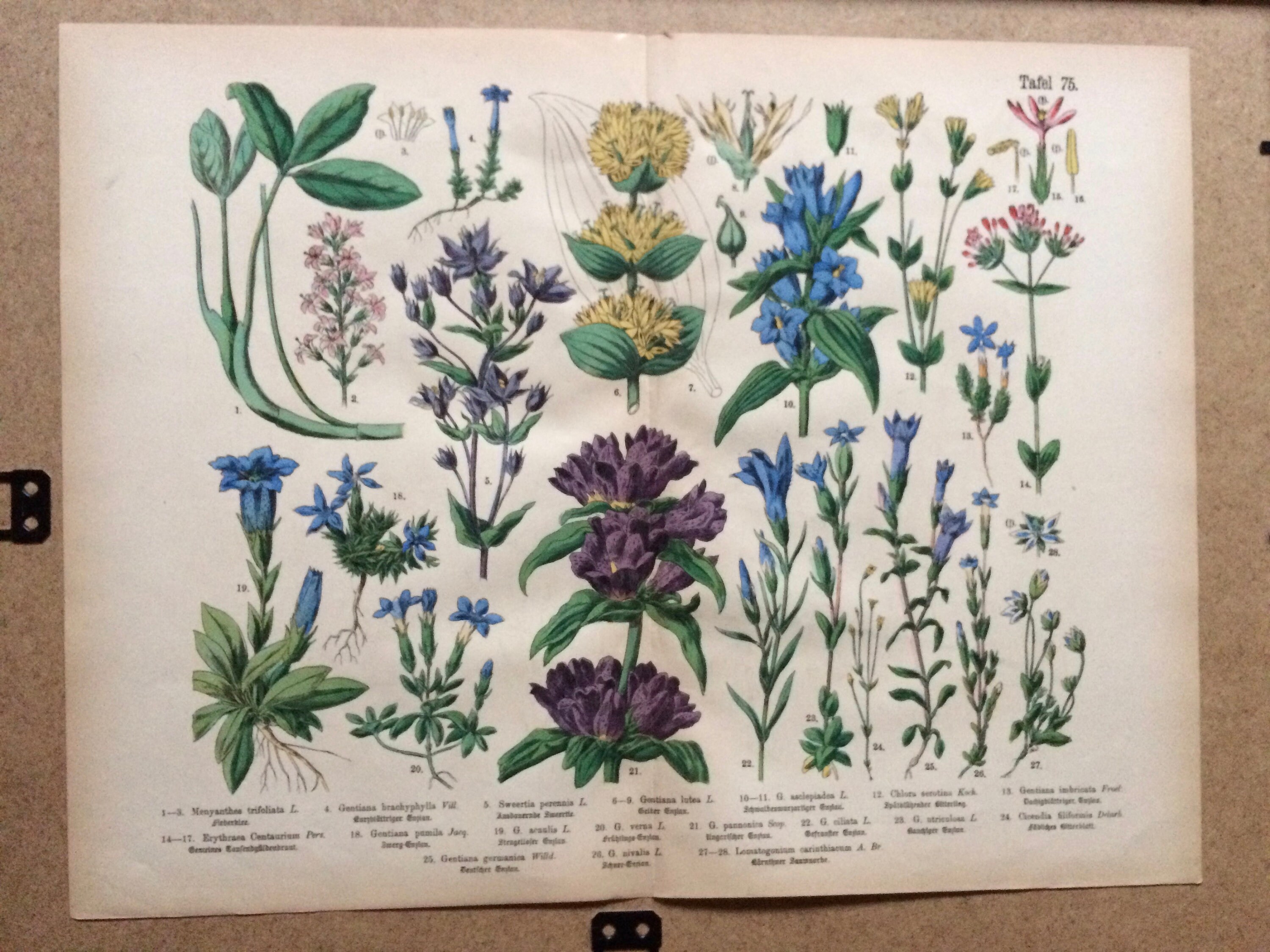 Original Botanitcal Prints Original Botanical Prints