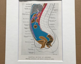 1942 Sagittal Section of Abdomen Original Vintage Print - Organ- Anatomy - Medical Decor - Biology - Available Framed