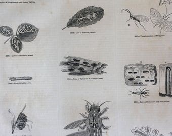 1856 Large Original Antique Insect Engraving - Catkins, Water-Grub, Pupa, Caddis-Worm, Phryganea, Maggot - Entomology - Wall Decor