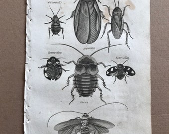 1809 Blatta Original Antique Engraving - Natural History - Insect Art - Beetle - Americana, Heteroclita, Gigantea - Entomology