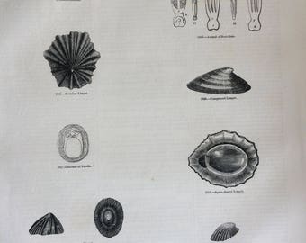 1856 Large Original Antique Sea Shell Engraving - Shellfish - Conchology - Dentalium - Limpet - Marine Wildlife - Wall Decor - Marine Decor