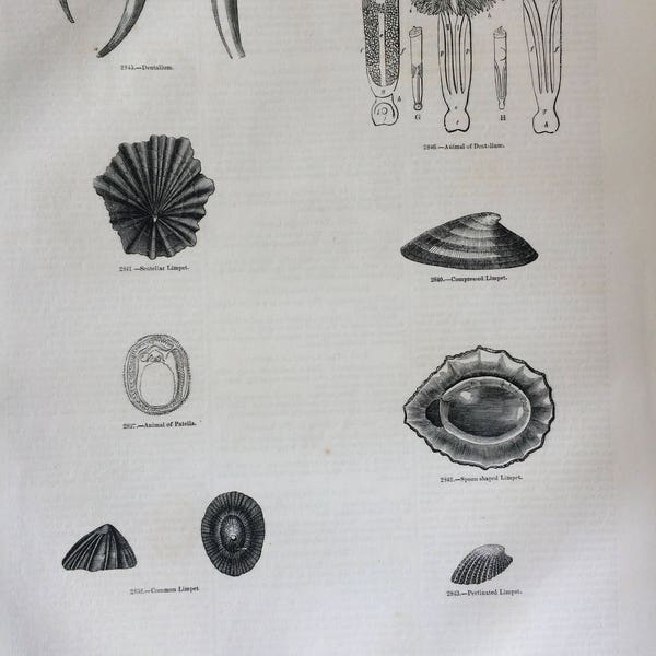 Shell Engraving - Etsy