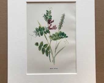 1878 Bush Vetch Original Antique Botanical Lithograph - Botany - Wild Flower - Wall Decor  - Home Decor - Available Framed