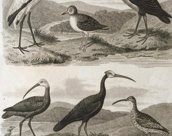 1819 Original Antique Engraving - Ornithology - Ibis, Courier, Curlew and Whimbrel - Grallae - Bird Art