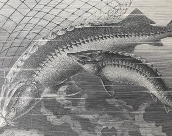 1893 Giant and Common Sturgeon Original Antique Print - Marine Species - Ocean Life - Mounted and Matted - Available Framed