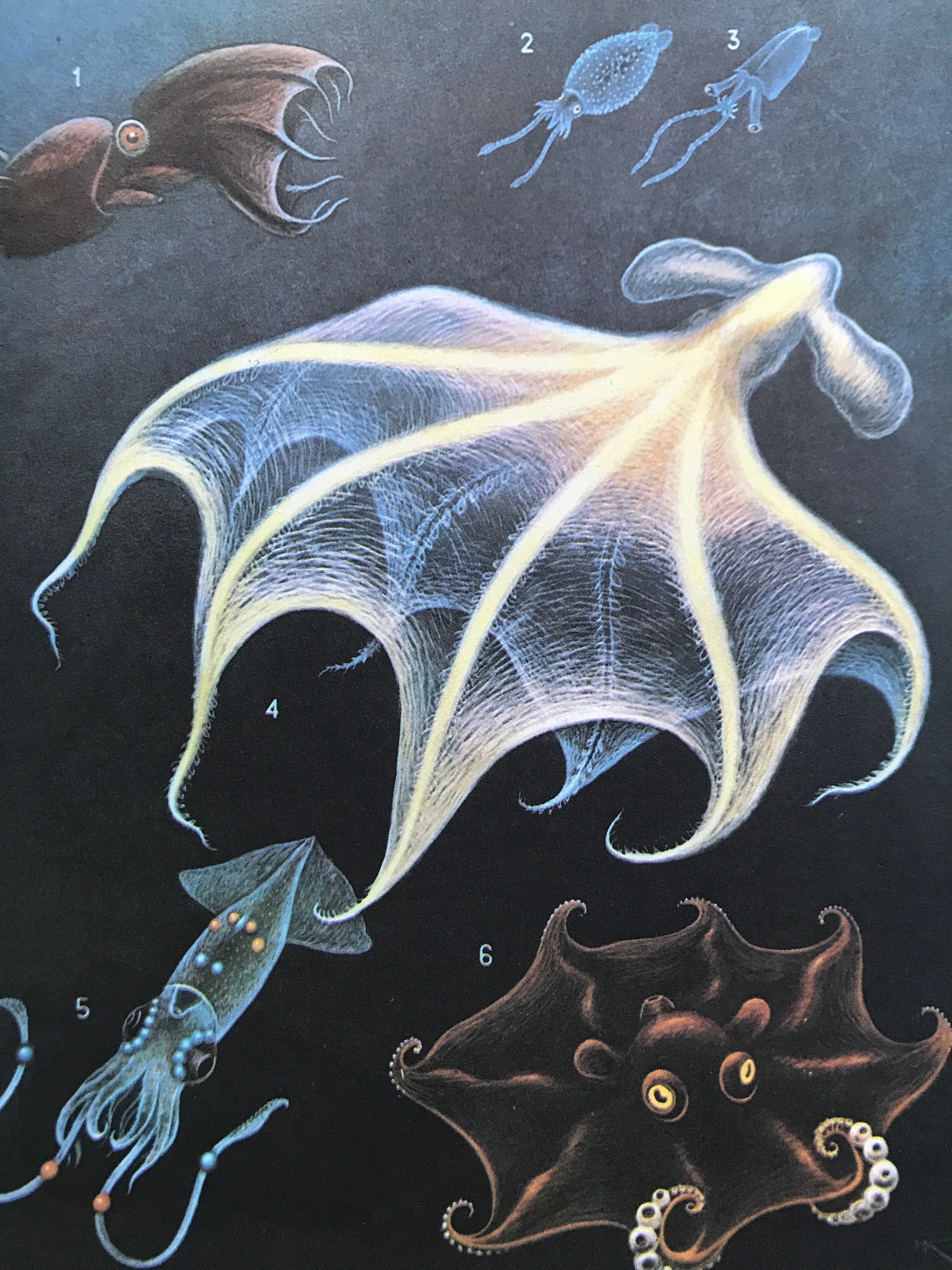 1988 Original Vintage Print Japanese Pancake Devilfish Vampire