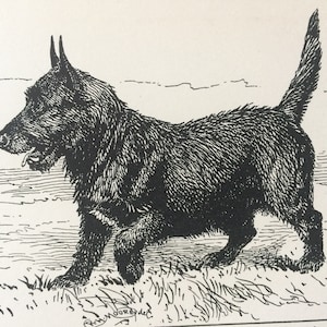 Terrier écossais à poil dur de 1900 Illustration originale de chien vintage - Art animalier - Dessin de chien - Art mural décoratif - Art encadré - Idée cadeau