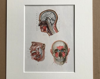 1968 Original Vintage Soviet Medical Illustration - Mounted and Matted - Anatomical Print - Medical Decor - Medicine - Available Framed